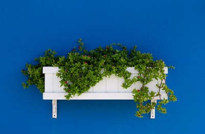 白色木质壁挂式机架上的绿叶植物